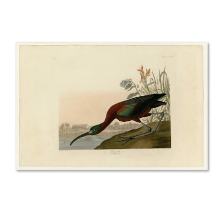 Audubon 'Glossy Ibisplate 387' Canvas Art,12x19